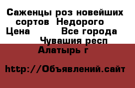 Саженцы роз новейших сортов. Недорого. › Цена ­ 350 - Все города  »    . Чувашия респ.,Алатырь г.